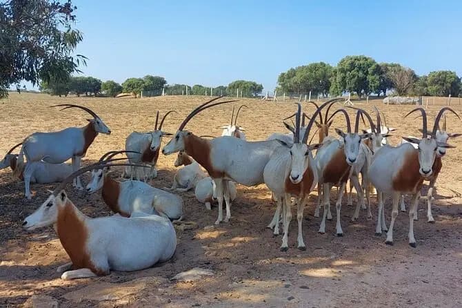 Souss Massa National Park wildlife