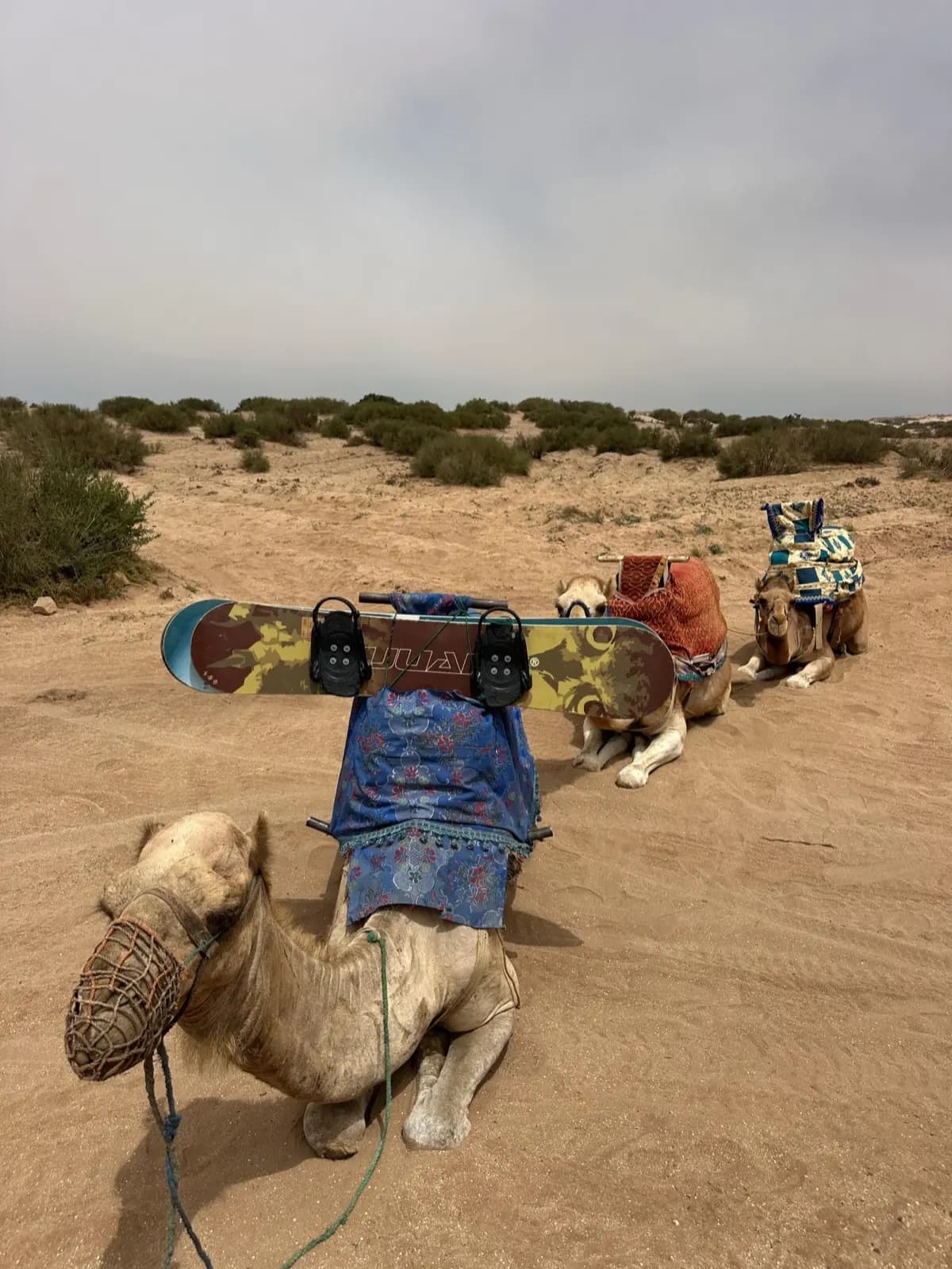 Camel Ride