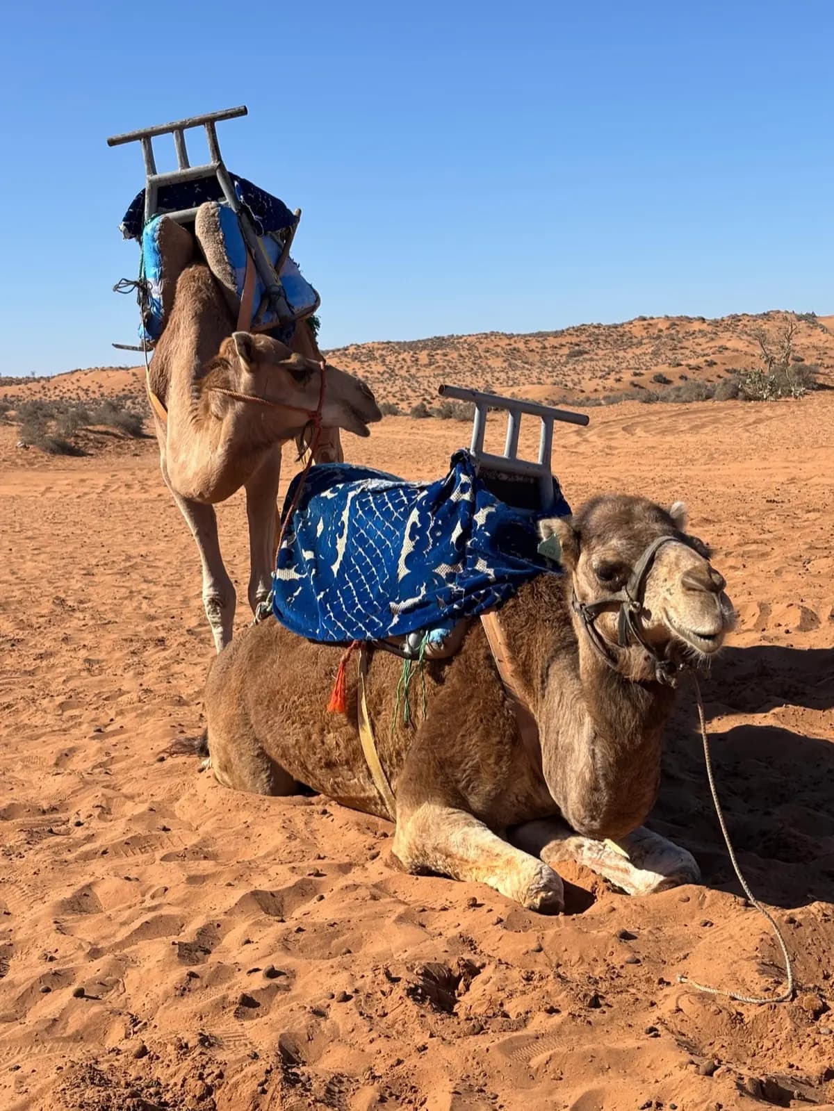 Camel Ride
