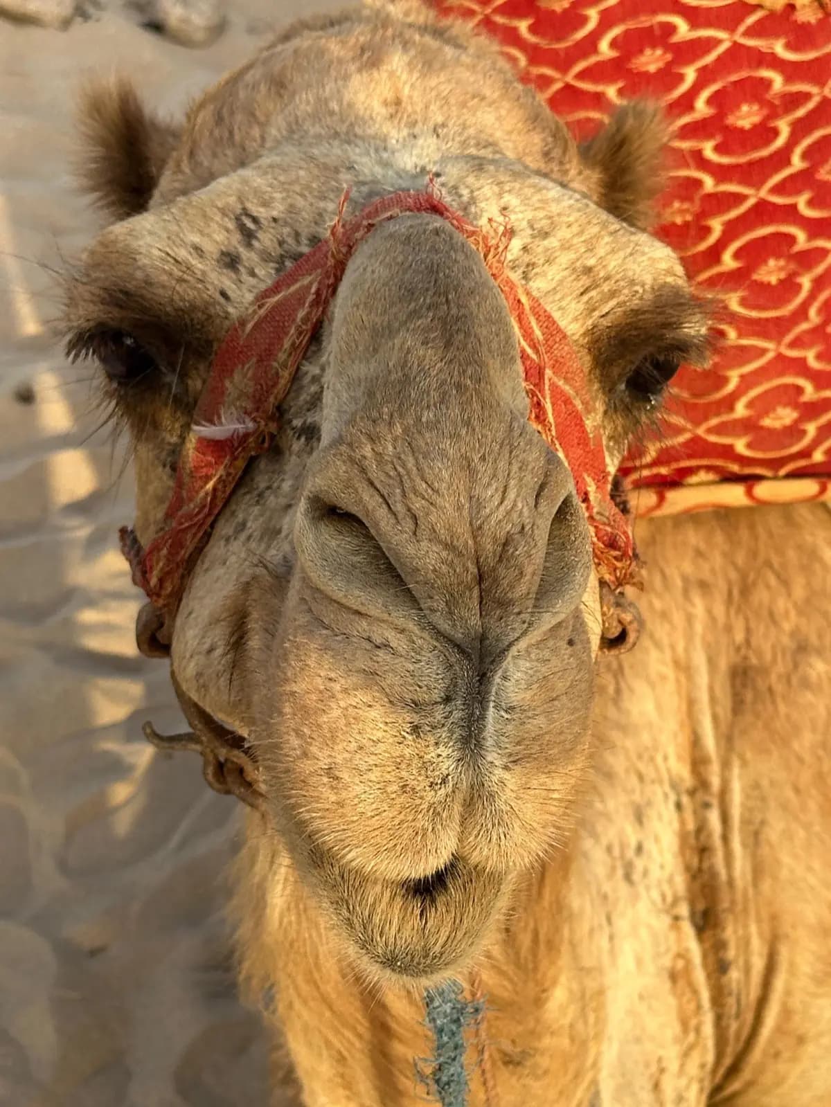 Camel Ride