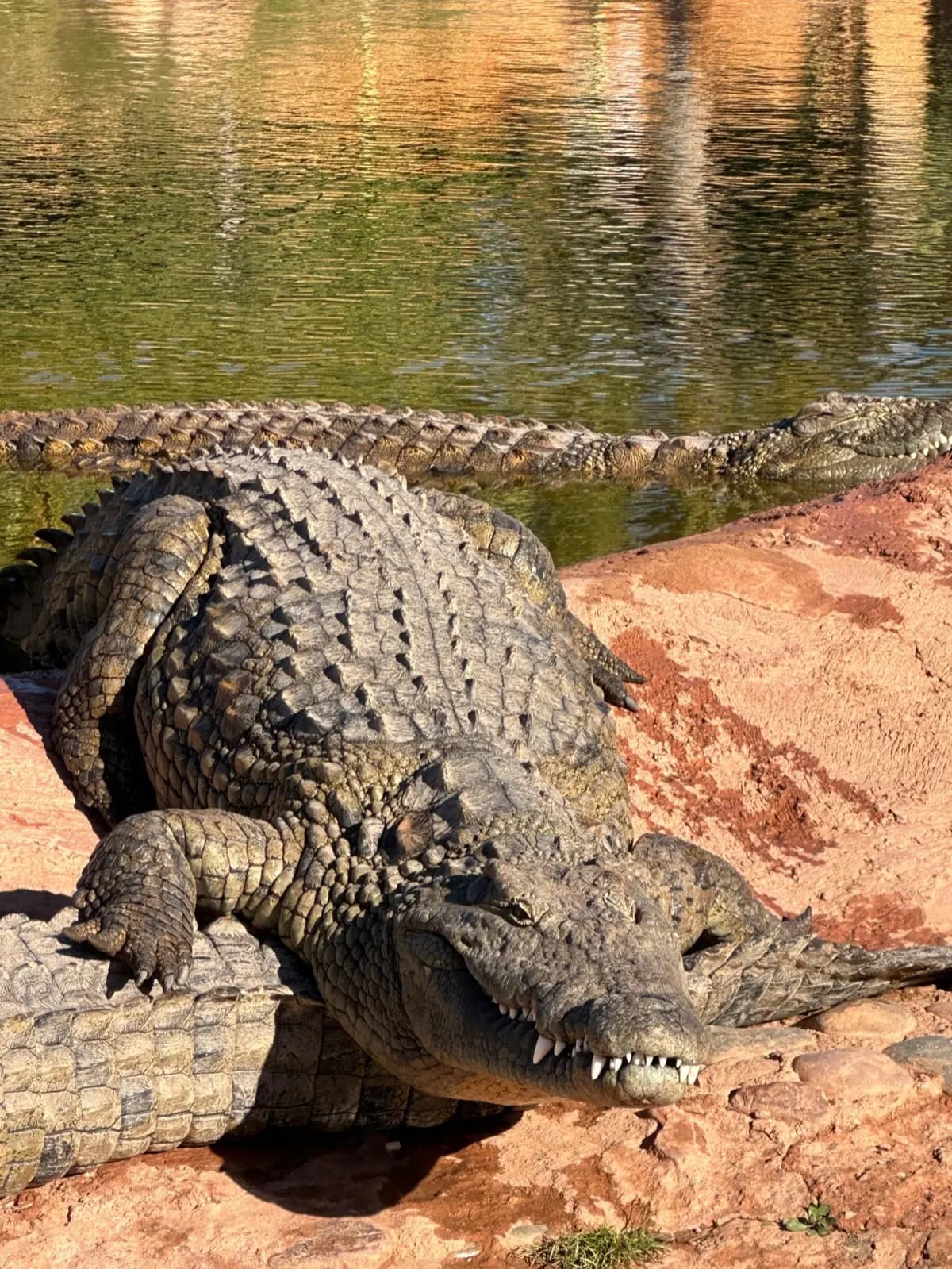 Croco Parc