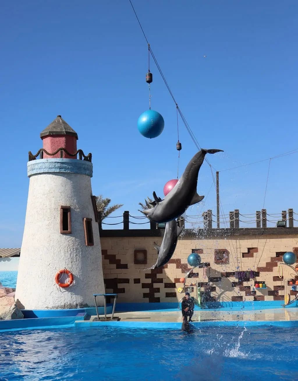 Dolphin World