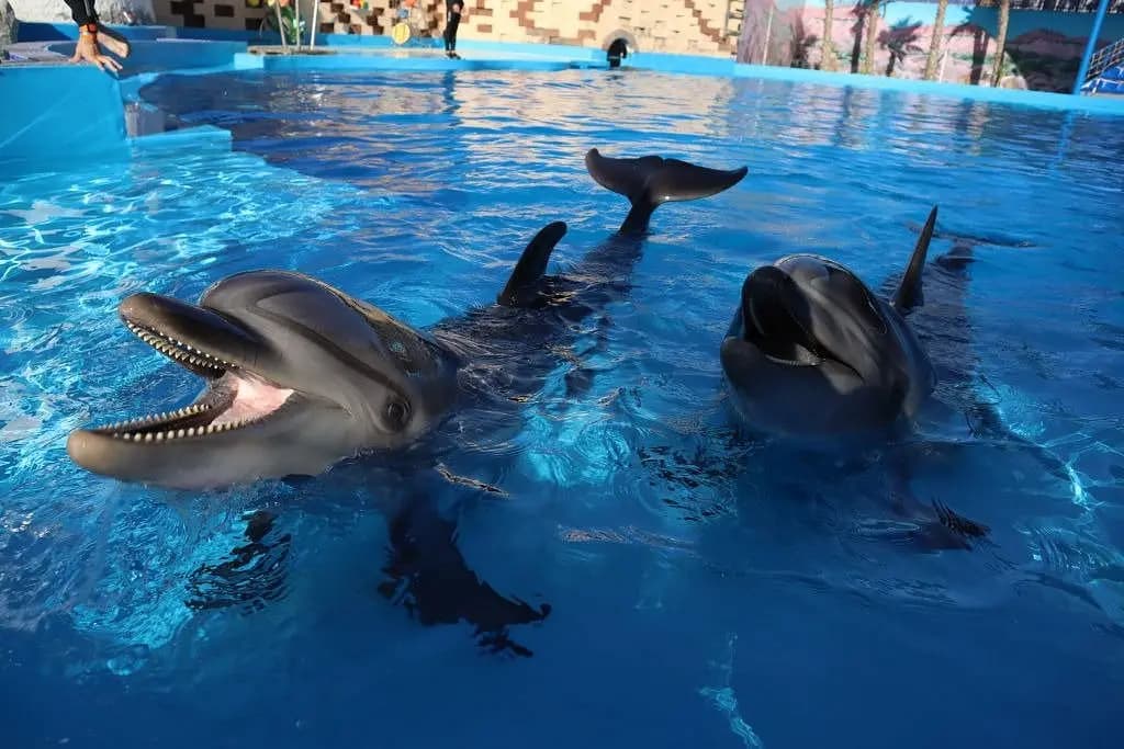 Dolphin World