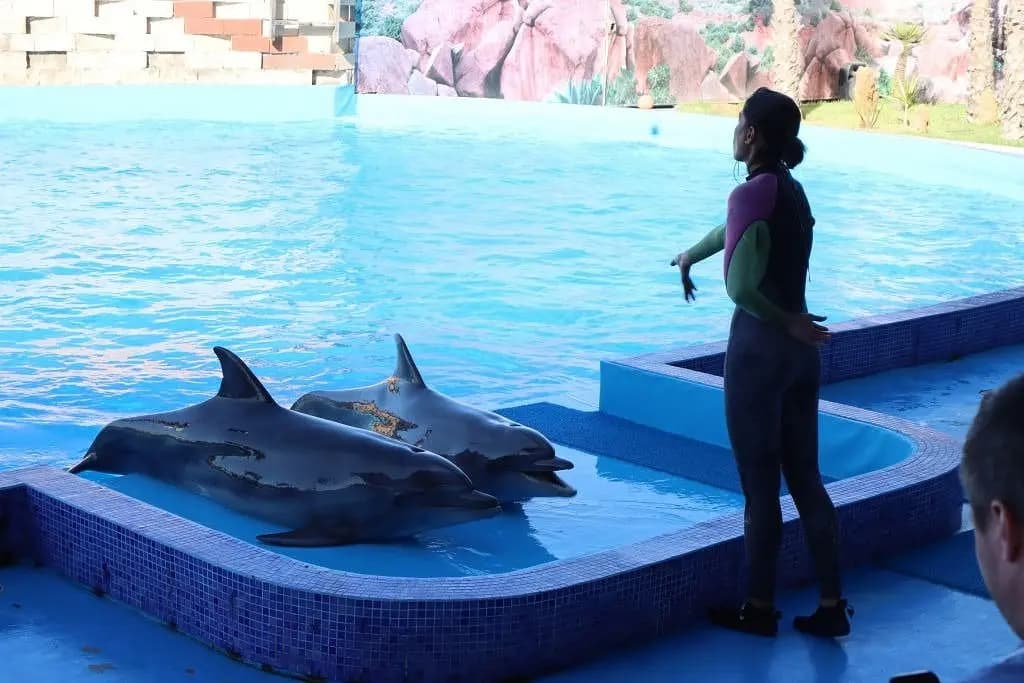 Dolphin World