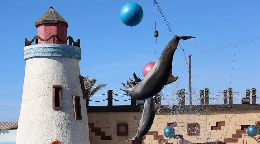 Dolphin World