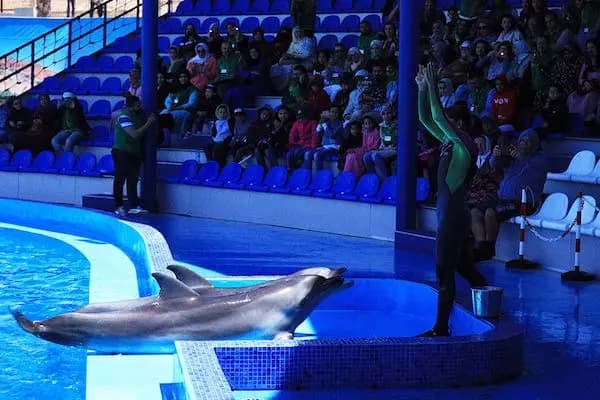 Dolphin World