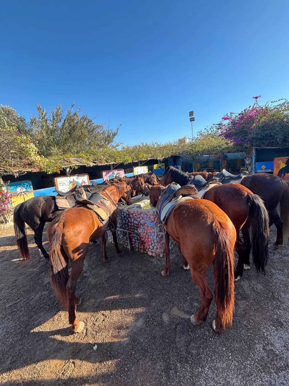 Beach Horse Ride
