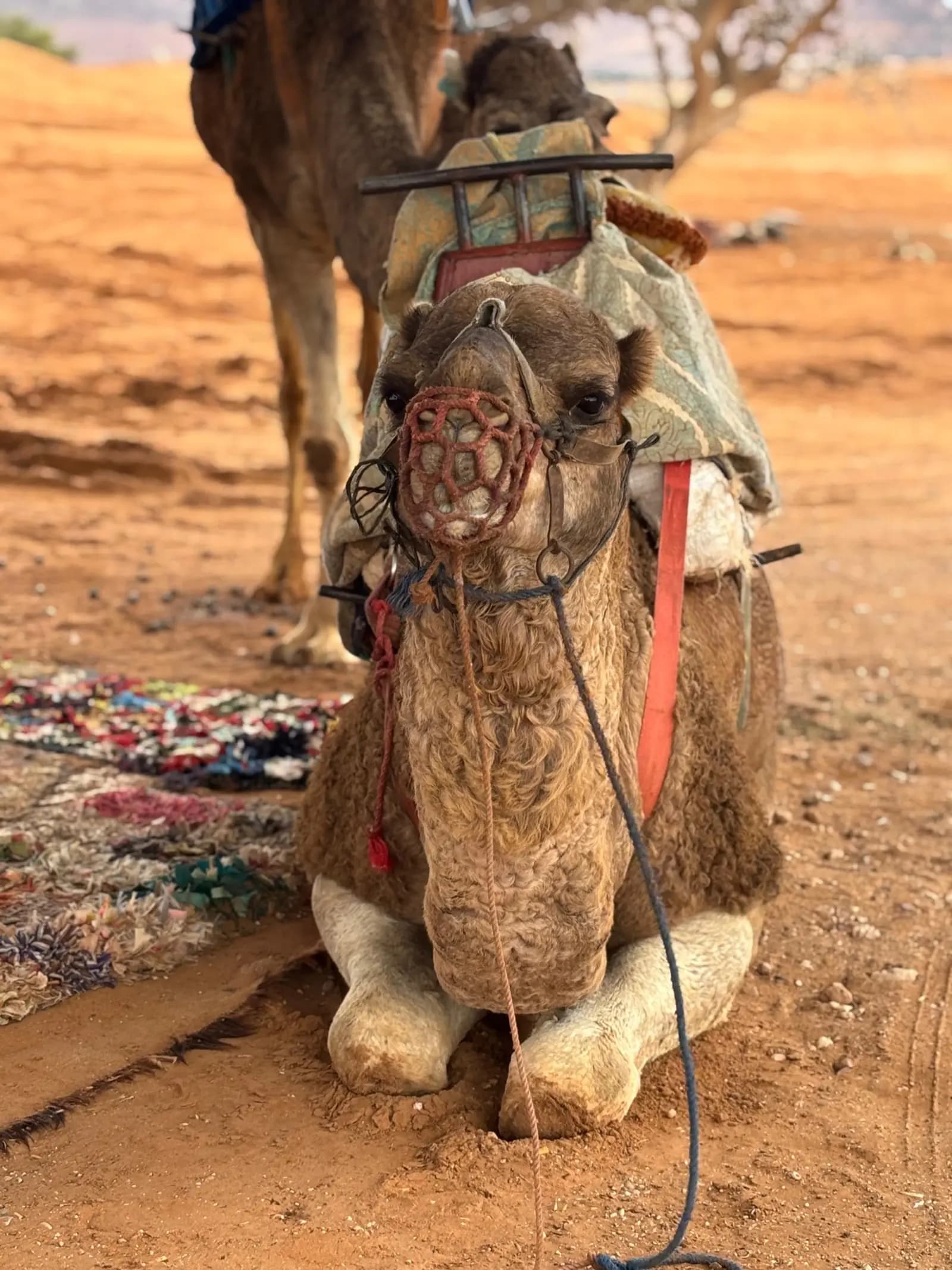 Mini Sahara Trip